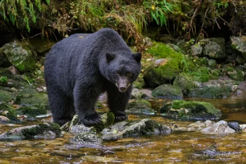 Attaque d'ours contre un adolescent et une femme dans le Colorado