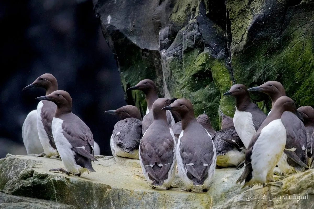 Les oiseaux de mer ressemblant à des pingouins meurent sur les côtes de Californie