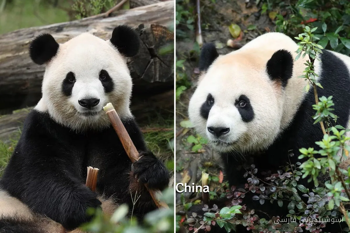 پانداهای پینگ پینگ و فو شوانگ به آتلانتا رسیدند