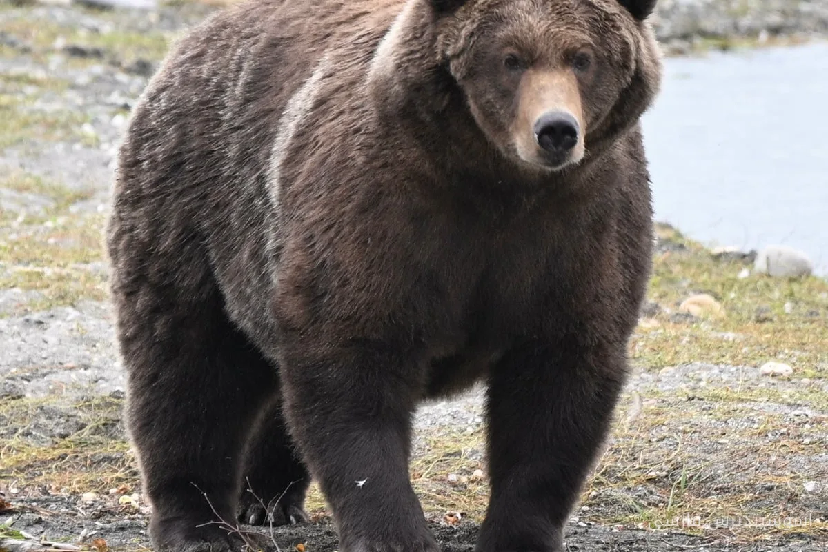 Bear 910 و Backpack به عنوان فینالیست‌های Fat Bear Week معرفی شدند