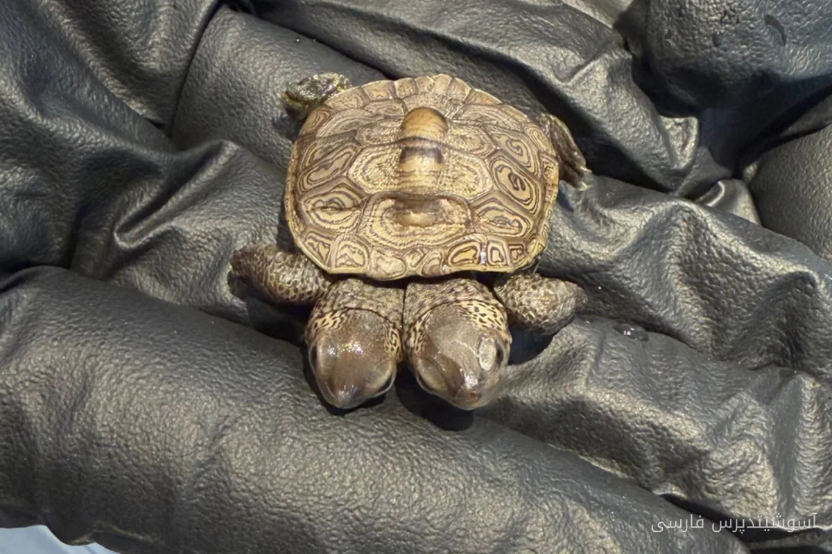 Aufmerksamkeit für die zweiköpfige Schildkröte in Cape Cod