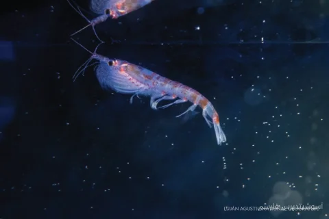 Entdeckung von antarktischen Krill in hydrothermalen Quellen