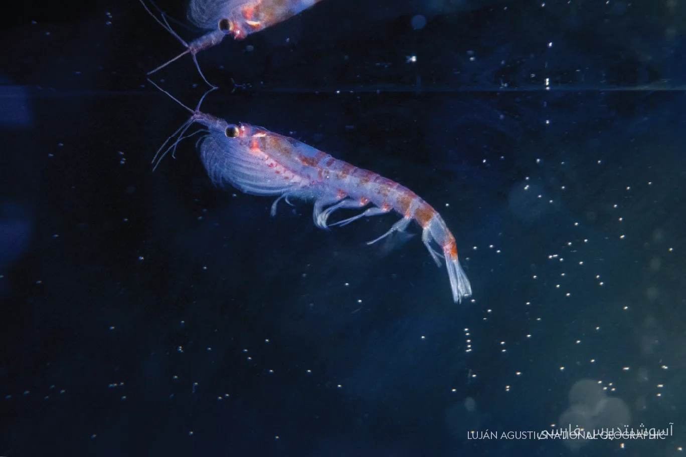 Discovery of Antarctic Krill in Hydrothermal Vents